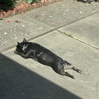 Dog Time! - Pet Boarding Near Me - San Leandro, California Dog Time! - Pet Boarding Near Me - San Leandro, California