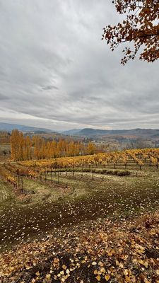 Analemma Wines by null