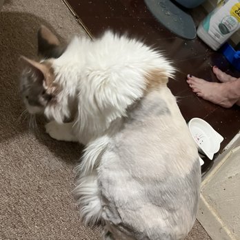 American Grooming Services - Pet Groomers Near Me - Temecula, California