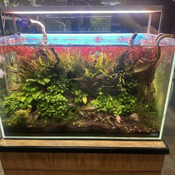 The Love Aquarium - Store display (one of my favorite tanks) - Aquarium Services Near Me - Escondido, California The Love Aquarium - Store display (one of my favorite tanks) - Aquarium Services Near Me - Escondido, California