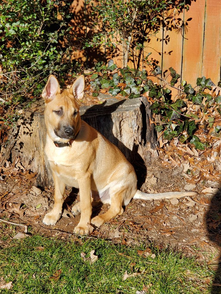 VIP PET RESORTS ASHEVILLE “THE SPA” Updated August 2024 24 Photos