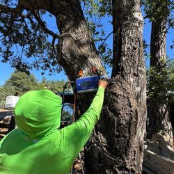 Von Greiff Tree Care