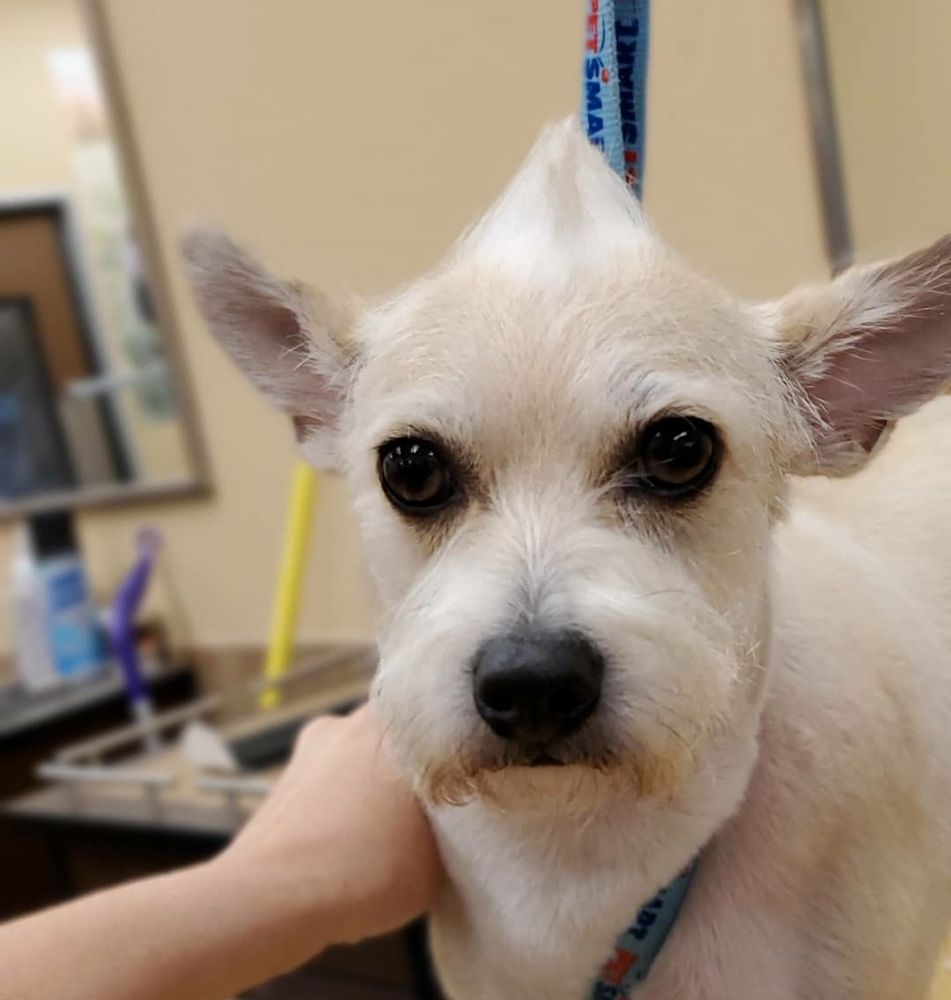 CHRISTA’S PET SALON Updated August 2024 43 Photos & 29 Reviews