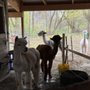 Photo of Autumn Joy Alpaca Farm