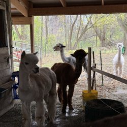Autumn Joy Alpaca Farm - Lama farm