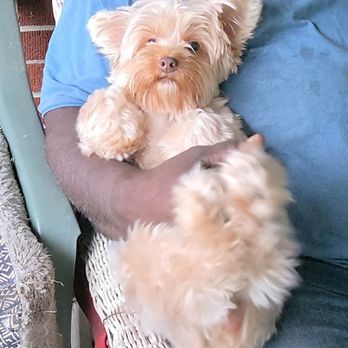 K9 KlipZ - Sweet kona - Pet Groomers Near Me - Elizabeth City, North Carolina