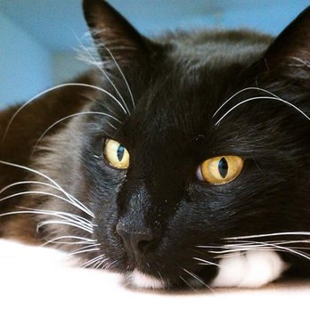 Pet Bereavement Counseling - Samson 2007-2020 - Counseling & Mental Health Near Me Pet Bereavement Counseling - Samson 2007-2020 - Counseling & Mental Health Near Me