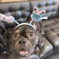 Emergency Veterinary Hospital - Ted