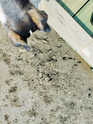 Sea Rim State Park by null