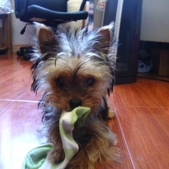 Puppy Land - cutie Maddie - Pet Stores Near Me - Los Angeles, California