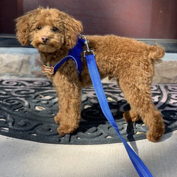 Paw Pals - Dog Walkers Near Me - Nanuet, New York