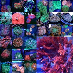 Salt and More - Bubble tip anemones? We are the masters of Nems