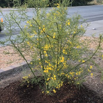 Moon Valley Nurseries - Our new Blue Pali Verde tree nestled into its new home! - Nurseries & Gardening Near Me - Gilroy, California Moon Valley Nurseries - Our new Blue Pali Verde tree nestled into its new home! - Nurseries & Gardening Near Me - Gilroy, California