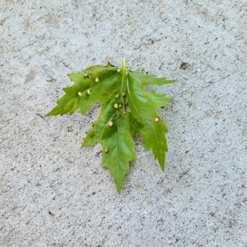 Walts Tree Service - Maple leaf gall caused by mites. Early spring is treatment time. - Tree Services Near Me - Fargo, North Dakota