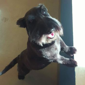 Canine Design Midtown - Barney is a happy boy here - Pet Groomers Near Me - Reno, Nevada