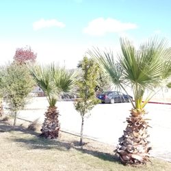 Trices Cafe and Lounge - Environment