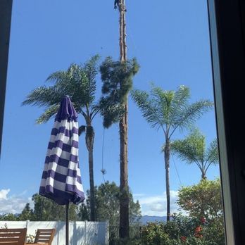 Freddy's Tree Service - During - Tree Services Near Me - Anaheim, California Freddy's Tree Service - During - Tree Services Near Me - Anaheim, California