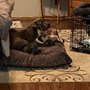 Photo of Cribs and Critters