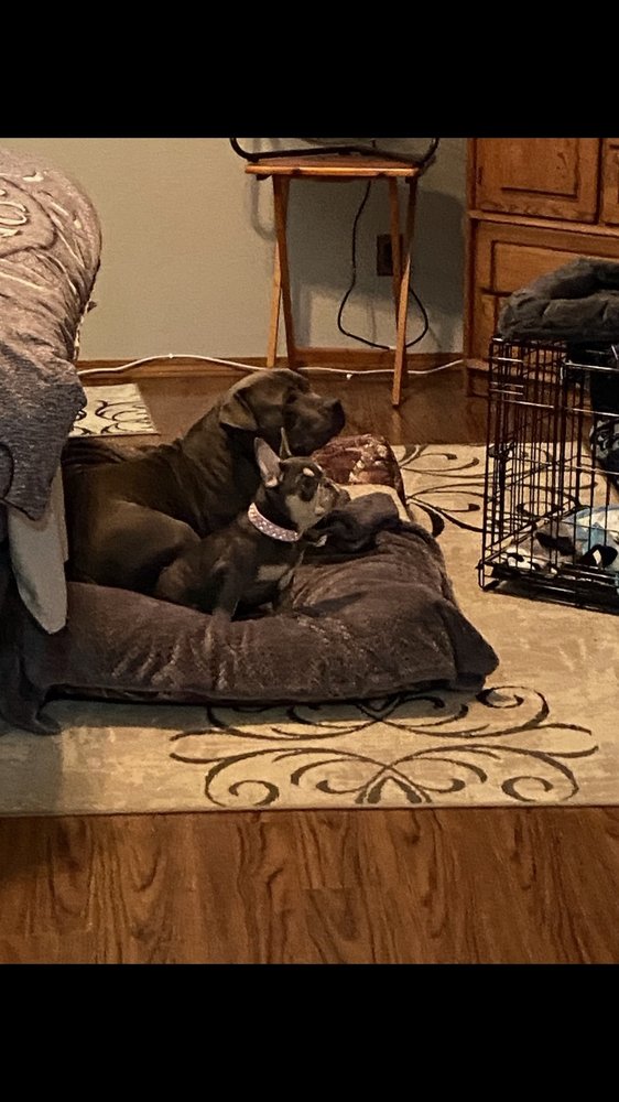 Cribs and Critters - pet boarding facility in Creswell, OR