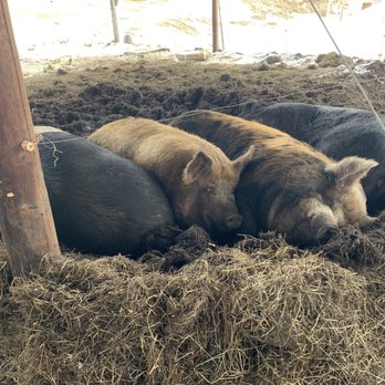 North Meadow Farm - Sleeping hogs - Attraction Farms Near Me - Manchester, Vermont North Meadow Farm - Sleeping hogs - Attraction Farms Near Me - Manchester, Vermont