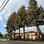 Bear Tree Company