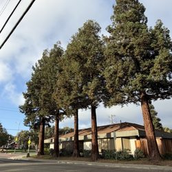Bear Tree Company - Redwood crown lifting for building clearance.
