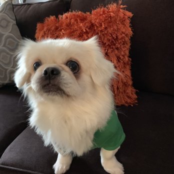 Puppy Salon - Pekingese - Pet Groomers Near Me - Whittier, California Puppy Salon - Pekingese - Pet Groomers Near Me - Whittier, California