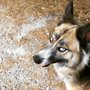 Photo of Free Spirit Siberian Rescue