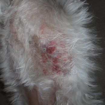 Grand Grooming - this is what grand grooming did to my dog. - Pet Groomers Near Me - Sun City West, Arizona Grand Grooming - this is what grand grooming did to my dog. - Pet Groomers Near Me - Sun City West, Arizona