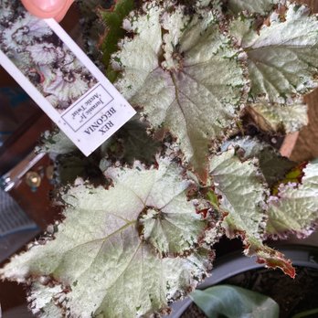 Guini Ridge Farm - Arctic twist begonia! These are so cool I've never seen these before! Same with the other swirly begonia! - Nurseries & Gardening Near Me - Rockport, Maine Guini Ridge Farm - Arctic twist begonia! These are so cool I've never seen these before! Same with the other swirly begonia! - Nurseries & Gardening Near Me - Rockport, Maine
