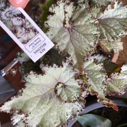 Guini Ridge Farm - Arctic twist begonia!  These are so cool I've never seen these before! Same with the other swirly begonia!