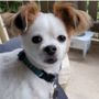 Uptown Pets Mobile Grooming Salon