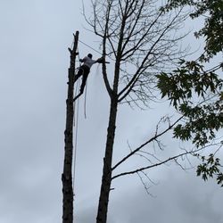 Arborview Tree Service