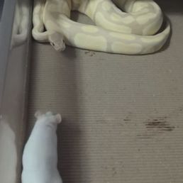 Dinner time all thanks to pet supreme Dinner time all thanks to pet supreme