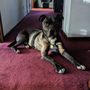 Photo of Hope For Canines