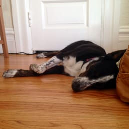 One happy and exhausted puppy, less than 5 minutes after getting home from an adventure with Jeff from Action Dog!