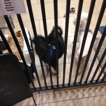 Paw Works - Dogs for adoption - Pet Adoption Near Me - Ventura, California Paw Works - Dogs for adoption - Pet Adoption Near Me - Ventura, California