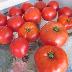 Spada U-Pick Farm