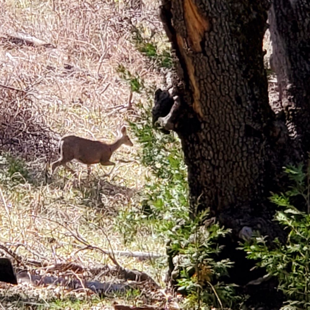 Palomar Mountain State Park - Deer all over the place.... - Parks Near Me - Palomar Mountain, California Palomar Mountain State Park - Deer all over the place.... - Parks Near Me - Palomar Mountain, California