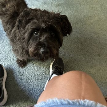 Dar's Pet Sitting Service - Client - Pet Sitting Near Me