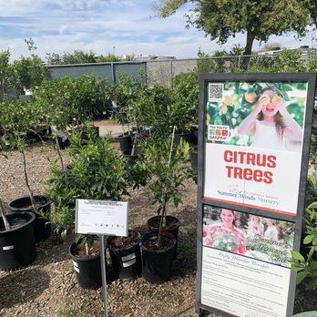 SummerWinds Nursery - West Bell - Citrus trees - Nurseries & Gardening Near Me - Glendale, Arizona SummerWinds Nursery - West Bell - Citrus trees - Nurseries & Gardening Near Me - Glendale, Arizona