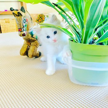 SD Ragdolls - Blue bi color - Pet Breeders Near Me - Beverly Hills, California SD Ragdolls - Blue bi color - Pet Breeders Near Me - Beverly Hills, California