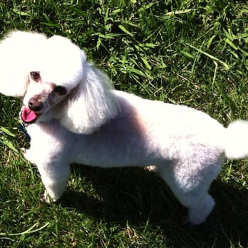 The Pawsh Dog - Pet Groomers Near Me - Sacramento, California The Pawsh Dog - Pet Groomers Near Me - Sacramento, California