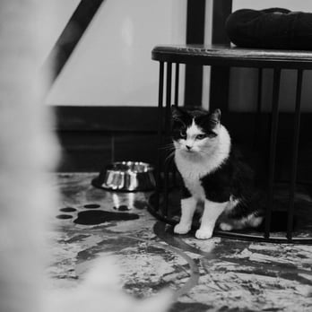 Seattle Meowtropolitan - Themed Cafes Near Me - Seattle, Washington Seattle Meowtropolitan - Themed Cafes Near Me - Seattle, Washington