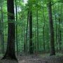Photo of Green Forest Hardwood Floors