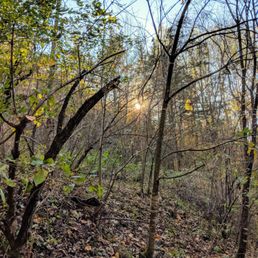 Beautiful short trails around the cabins