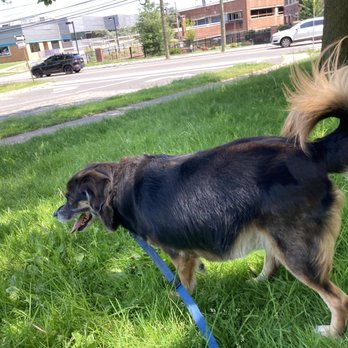 Positive Doggo Training - Kennedy is facing his fear of cars and loud noises. He is being so brave! - Pet Training Near Me Positive Doggo Training - Kennedy is facing his fear of cars and loud noises. He is being so brave! - Pet Training Near Me