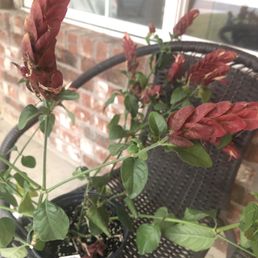 Shrimp plant I bought for a shady pot Shrimp plant I bought for a shady pot