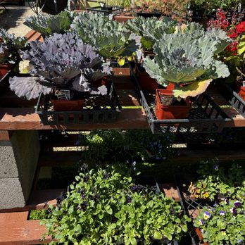 The Garden - Nurseries & Gardening Near Me - Santa Cruz, California The Garden - Nurseries & Gardening Near Me - Santa Cruz, California