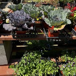 The Garden